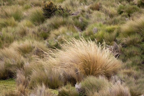 Jones, Adam 아티스트의 Paramo grass-Antisana Ecological Reserve-Ecuador작품입니다.